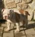 Febo of Belldog Kennel - Campana's American Bulldog