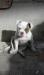 Ayla of Belldog Kennel - Campana's American Bulldog