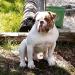 OAB's Bull Red of Oz Island Bulldog's