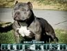 The Bully Storm's Blue Kush