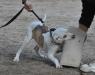  Ferocia's Kutie Pie of MpKennels