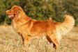 <span style="color: darkred">BISS / WVW'22 GCH/Mult.CH.</span> Pikkinokka´s at Canis Amicus