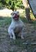 Quan Will Bulldogs LOLITA of Chiaradia