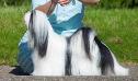 Chic Choix Starlight Parti