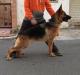 Elana Kuwait k9-team