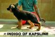 Indigo Of Kapsline