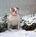 Bulldrow Cuba
