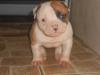 IronHouse's Samson of Nordic American Bulldogs