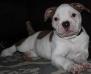 1stPickBullies Jem of HBB