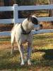  BBBulldog's Gypsie of Dunn Brokus