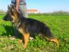 lady dell dinaro lupo