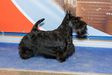 Crufts.Winner 2015, Club.Ch , Grand Rus.Ch , Am.Ch , Blr.Ch Anstamm Demur Lone Star