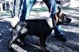 LYCAN M. KORVIN VOM HALLYNN HAUS