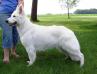 UKC CH Joyous Starfyre's Royal Whisper vom Niehuser See