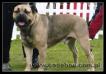 CH  PL,  Jun Ch, Europa Jun Winner, Eurodogshow Winner My White Shark R.J.Osanna