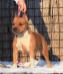 Bul.CH WHITE-amSTAFF Elenor