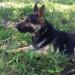  Kable vom Spitzenhund