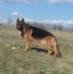 Parker Einsamer Wolf