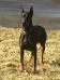 Doberman Fields' - 