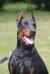 Doberman Fields' - Superior Dobermans Man of War