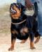  Troy of Sublime Rott