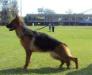 V-3 Hickry vom mellifluous