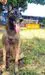 MANALO K9's SASHA