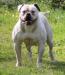 Guero Evolution's GUCCI GUCCI of Wizzard-bull