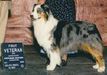 AKC/ASCA Ch Sunshines Star Spangled Banner