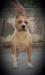 hollywood amstaff daysi hazzard nikita