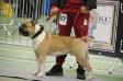 Bomberbulls Monster