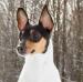 AKC GRCH/UKC GRCH Fritzfox Something Special - George