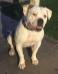 SAB's Malibu of Lira's American Bulldogs