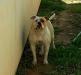  Lira's Sweet Shandi of AMH