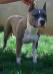  Amstaff Camarilha Akemi