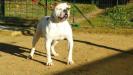 Cammarata's Crazy Diamond of BandM's Bull