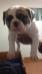 Cetta Bull's Apache