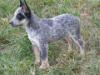 PEPE BLUE HEELER SELIVON