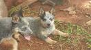 GUAPA BLUE HEELER SELIVON