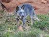 MONTANA BLUE HEELER SELIVON