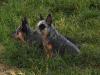 JUJUBA BLUE HEELER SELIVON