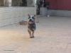 TIRIRICA BLUE HEELER SELIVON