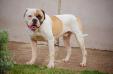Panthro BR Mountain Bulldog