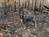 Conservation Detection Canine Morekos Dasyurus (AI)