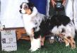 AKC Ch./ASCA Ch. Show Stopper at Stone Ridge