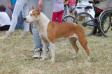 Tatar`s Fiona