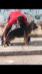 cairo vom tealss