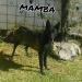  MAMBA (LOMELI) MEX FCI GB6561-H