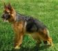 Quena Von Guter Sfreund