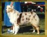 AKC Ch./ASCA Ch. Whispering Oaks One Red Sent